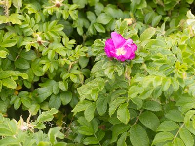 Rimpelroos / Beach Rose / Rosa rugosa