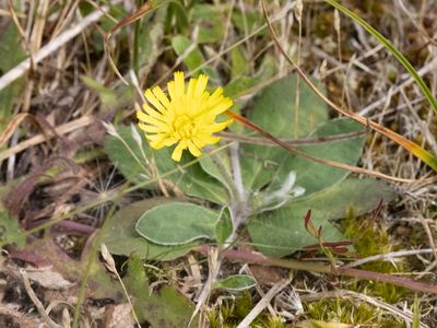 Muizenoor / Mouse-ear Hawkweed / Pilosella officinarum