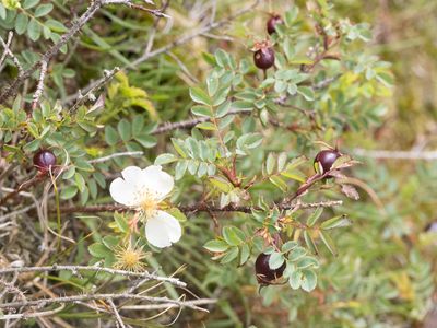 Duinroos / Burnet Rose / Rosa spinosissima