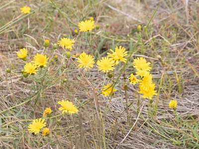 Schermhavikskruid / Canadian Hawkweed / Hieracium umbellatum