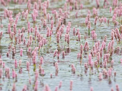 Veenwortel / Water Knotweed / Persicaria amphibia