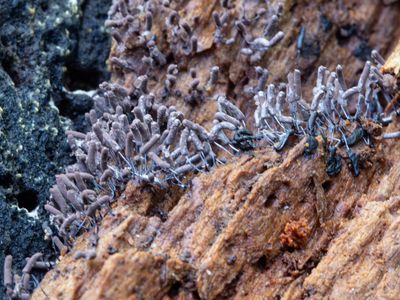 Stemonitopsis typhina / Zilveren schijnpluimpje
