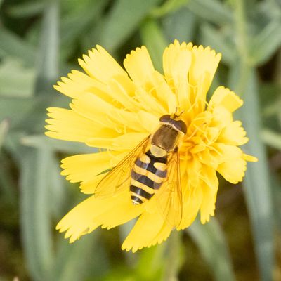 Bessenbandzweefvlieg / Common Flower Fly / Syrphus ribesii