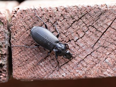 Grote zwartschild / Pterostichus niger