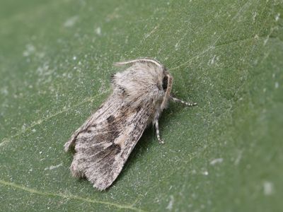 Semagystia pljustchi
