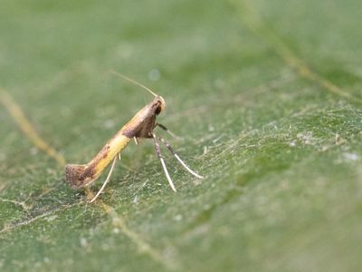 Azaleasteltmot / Caloptilia azaleella