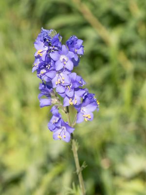 Jakobsladder / Jacob's-ladder / Polemonium caeruleum