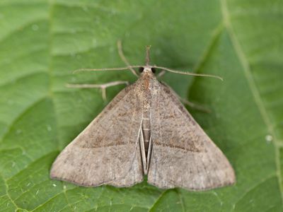 Bruine Snuituil / Snout / Hypena proboscidalis