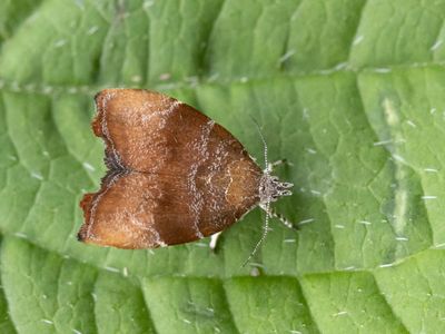 Glittermotten / Metalmark Moths / Choreutidae