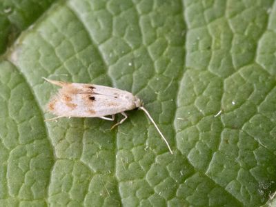 Grijsgevlekte grasmineermot / Elachista maculicerusella