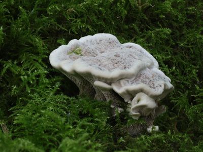 Phellodon confluens / Wollige stekelzwam / Fused Cork Hydnum