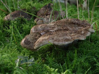 Sarcodon scabrosus / Blauwvoetstekelzwam / Bitter tooth