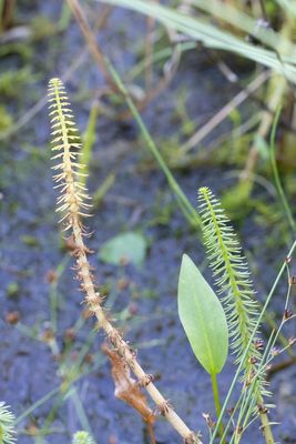 Lidsteng / Mare's-tail / Hippuris vulgaris
