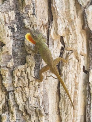 Hispaniolan Gracile Anole / Anolis distichus