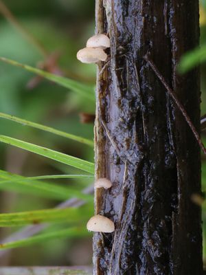 Gloiocephala menieri / Schelpjestaailing