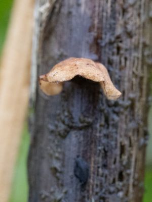 Gloiocephala menieri / Schelpjestaailing