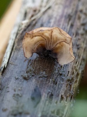 Gloiocephala menieri / Schelpjestaailing
