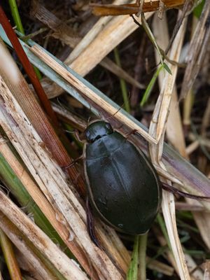 Tuimelaar / Cybister lateralimarginalis 