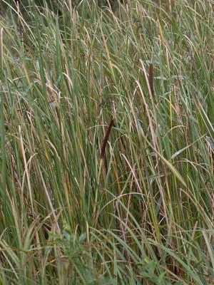 Kleine lisdodde / Lesser Bulrush / Typha angustifolia