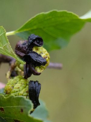 Taphrina alni / Elzenvlag / Alder Tongue Gall