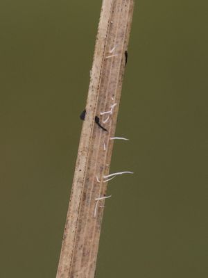 Pterula gracilis / Kruidveertje