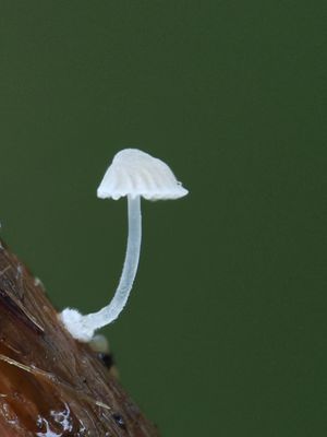 Mycena bulbosa / Biezenmycena