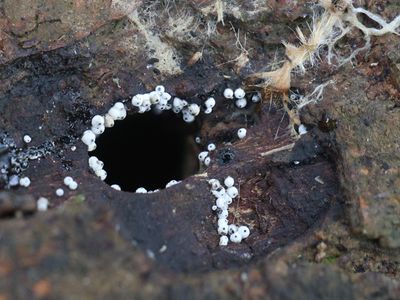 Lasiosphaeria ovina / Eivormig ruigkogeltje