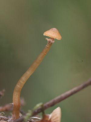 Galerina jaapii / Witgeringd mosklokje