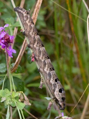 Groot avondrood / Elephant Hawk-moth / Deilephila elpenor