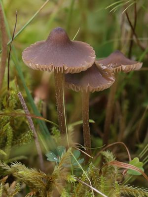 Entoloma cuspidiferum / Knophaarsatijnzwam