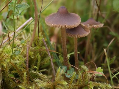 Entolomataceae / Satijnzwammen