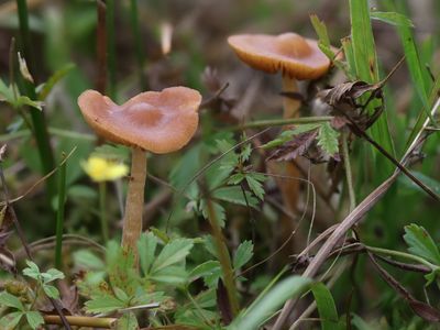 Galerina tibiicystis / Kaal veenmosklokje