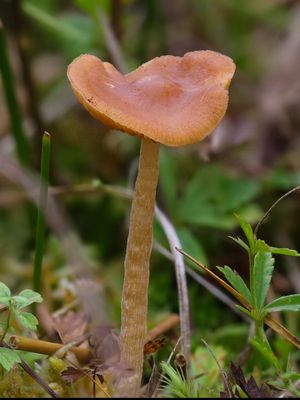 Galerina tibiicystis / Kaal veenmosklokje