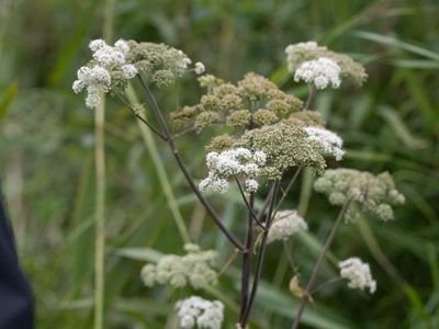Gewone engelwortel / Wild Angelica / Angelica sylvestris