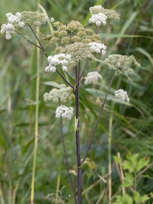 Gewone engelwortel / Wild Angelica / Angelica sylvestris