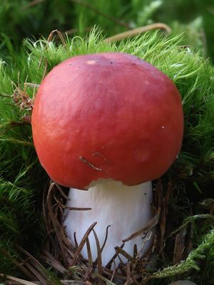 Russula paludosa / Appelrussula 