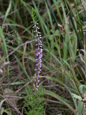Struikhei / CStruikhei / Common Heather / Calluna vulgarisalluna vulgaris