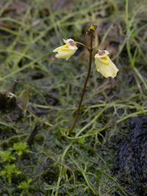 Klein blaasjeskruid / Lesser Bladderwort / Utricularia minor