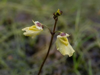 Blaasjeskruidfamilie / Lentibulariaceae