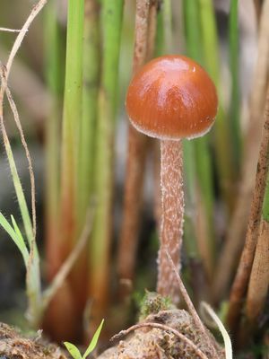Deconica coprophila / Mestkaalkopje / Dung-loving Psilocybe