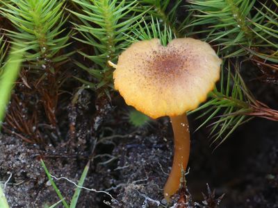 Hygrocybe coccineocrenata / Veenmosvuurzwammetje / Bog Waxcap