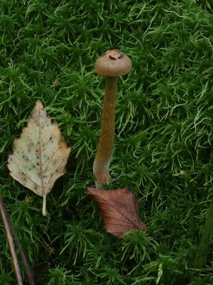 Cortinarius tubarius / Veenmosgordijnzwam