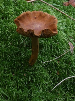 Cortinarius tubarius / Veenmosgordijnzwam