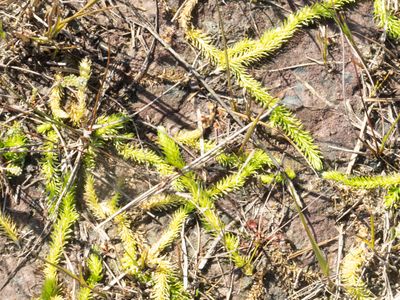 Wolfsklauwfamilie / Lycopodiaceae