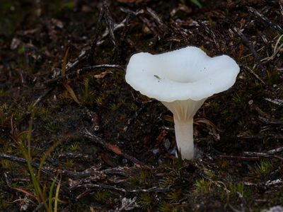 Omphalina mutila / Wit heidetrechtertje / Bog navel