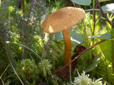 Cortinarius cruentiphyllus / Berkenpagemantel