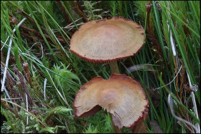 Cortinarius cruentiphyllus / Berkenpagemantel