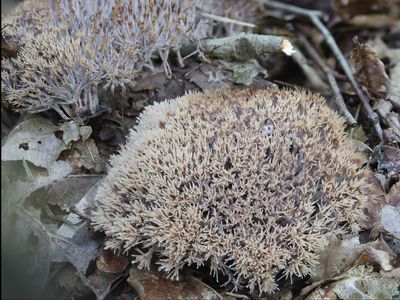 Pterula multifida / Sparrenveertje