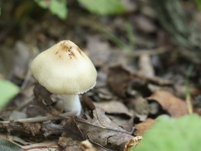 Inocybe rimosa / Bruine spleetvezelkop / Straw-colored Fiber Head