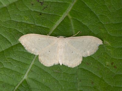 Bosspanner /  Lesser Cream Wave / Scopula immutata